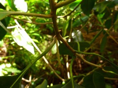 Planchonella sandwicensis