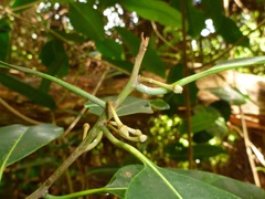 Planchonella sandwicensis