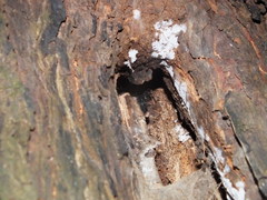 Avicularia juruensis