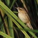 Sedge Warbler - Photo (c) Jakob Fahr, some rights reserved (CC BY-NC)
