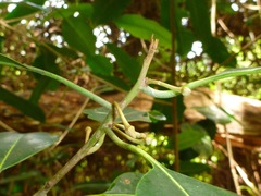 Planchonella sandwicensis
