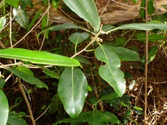 Planchonella sandwicensis