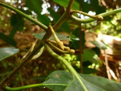Planchonella sandwicensis