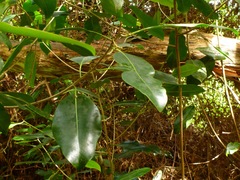 Planchonella sandwicensis