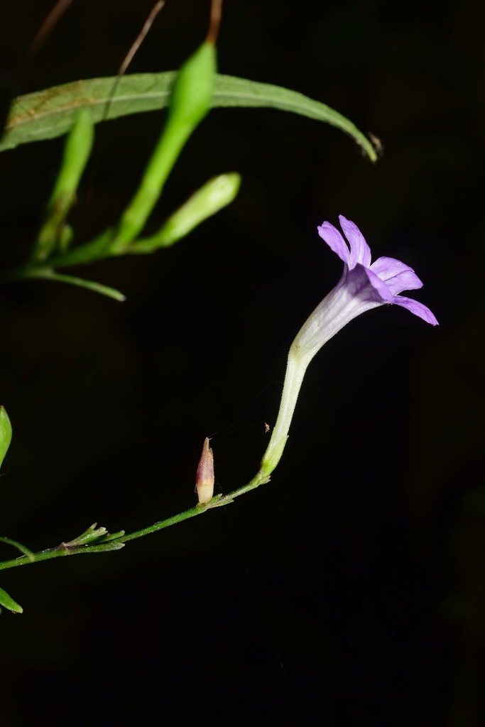 Ruellia exilis