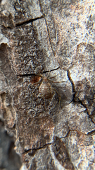 Cinara confinis