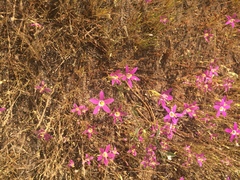 Zeltnera muehlenbergii