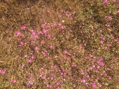 Zeltnera muehlenbergii