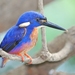 Azure Kingfisher - Photo (c) Tan Kok Hui, some rights reserved (CC BY-NC), uploaded by Tan Kok Hui