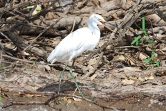 Egretta garzetta nigripes