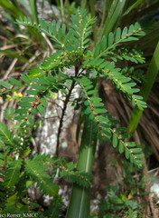 Meineckia
