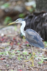 Egretta picata