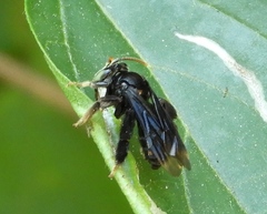 Paratetrapedia moesta