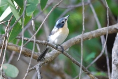Myiagra ruficollis