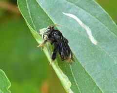 Paratetrapedia moesta