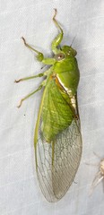 Glaucopsaltria viridis