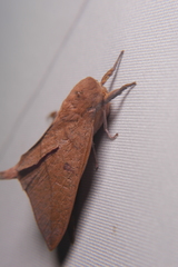 Adeloneivaia subangulata