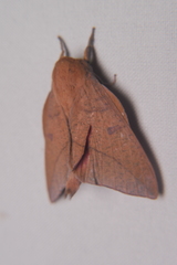 Adeloneivaia subangulata