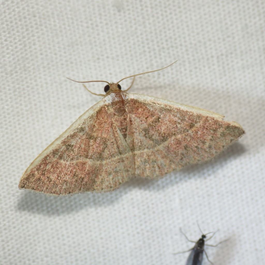 Oruza albocostata