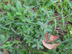 Portulaca cryptopetala