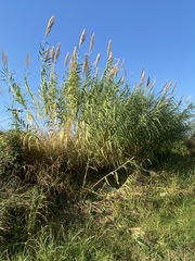 Arundo donax