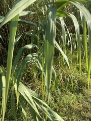 Arundo donax
