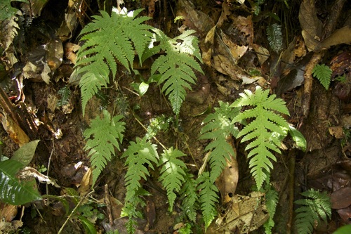 Hypoderris brauniana