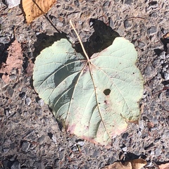 Tilia americana heterophylla