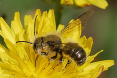 Osmia leaiana