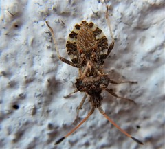 Centrocoris variegatus