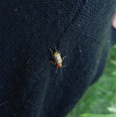 Isotes multipunctata