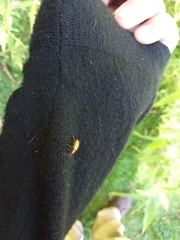 Isotes multipunctata