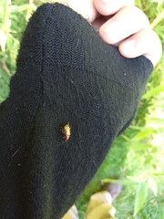 Isotes multipunctata