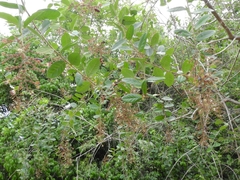 Hirtella