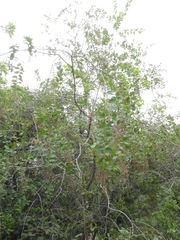 Hirtella