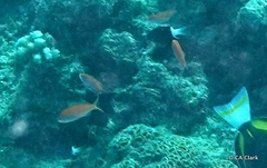 Pseudanthias
