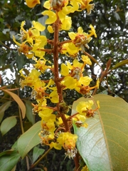 Byrsonima crassifolia