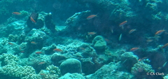 Pseudanthias