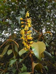 Byrsonima crassifolia