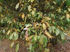 Byrsonima crassifolia