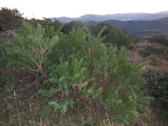 Adenocarpus hispanicus