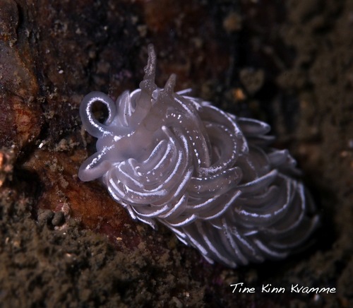 Favorinus blianus
