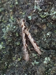 Erechthias fulguritella