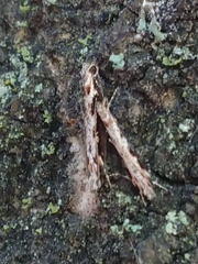 Erechthias fulguritella