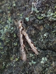 Erechthias fulguritella