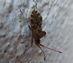 Centrocoris variegatus