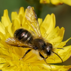 Osmia leaiana