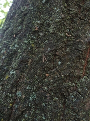 Erechthias fulguritella