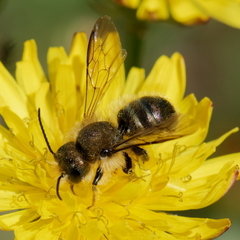 Osmia leaiana