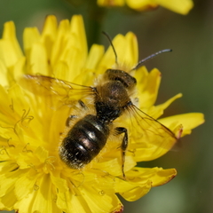 Osmia leaiana